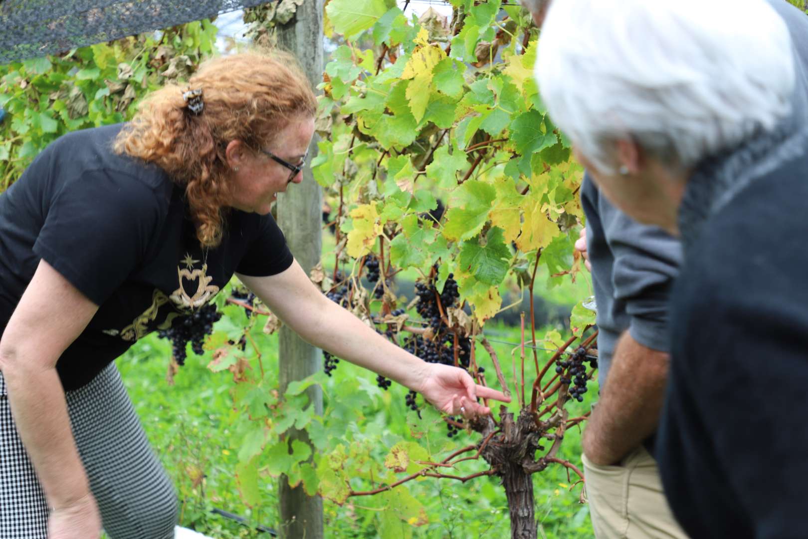 Checking the Merlot grapes at Le Gra with OWner/Winemaker Nicky Geary